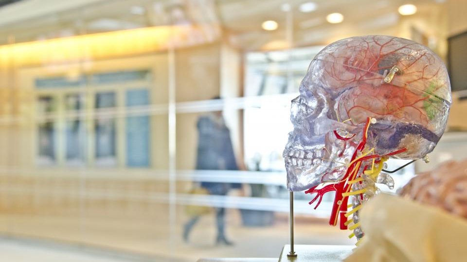 Modelo anatómico del sistema nervioso humano en un consultorio de neurología